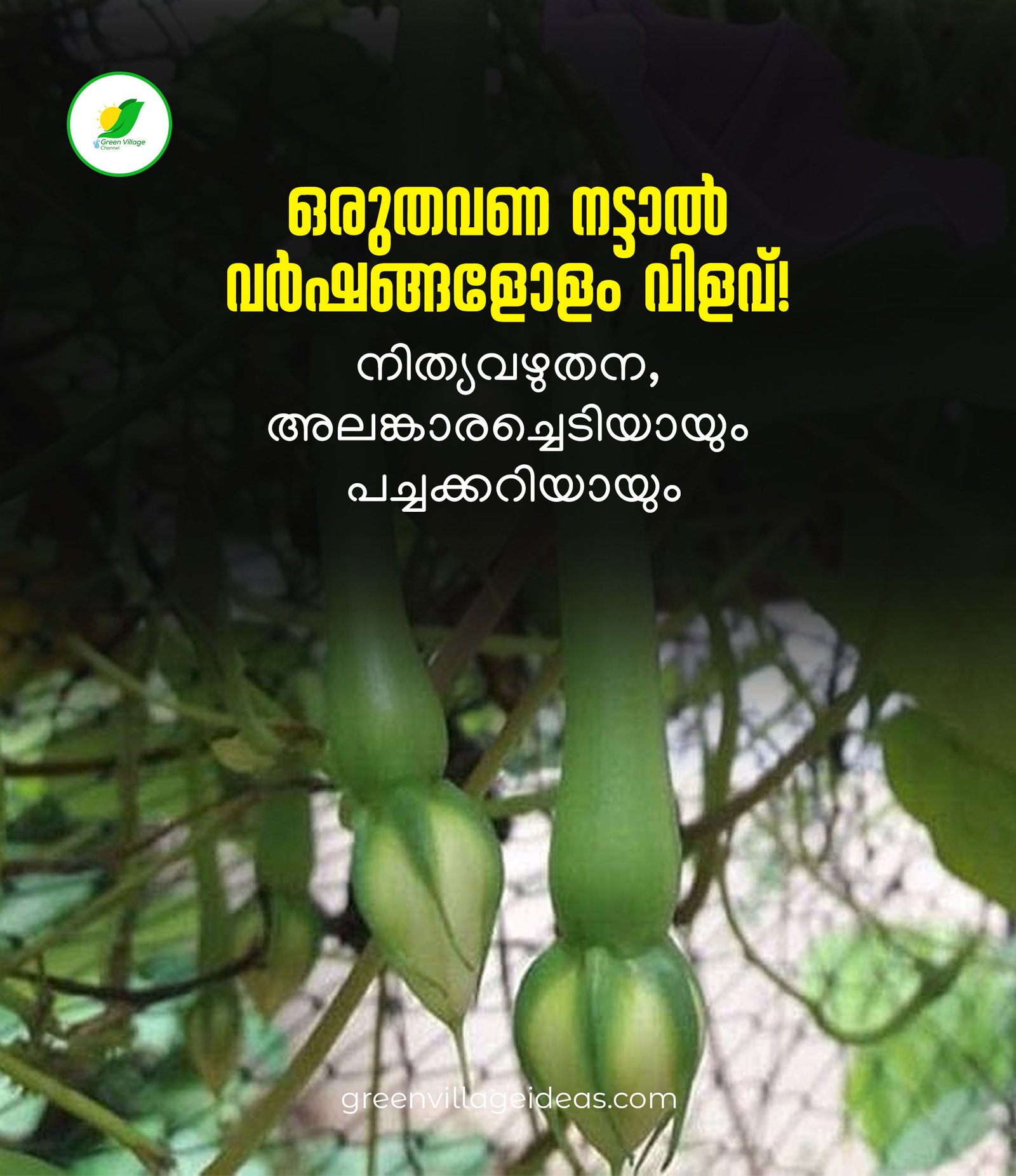 ഒരുതവണ നട്ടാൽ വർഷങ്ങളോളം വിളവ്! നിത്യവഴുതന, അലങ്കാരച്ചെടിയായും പച്ചക്കറിയായും. Post 037