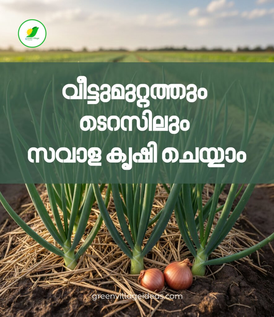 Post 050 885x1024