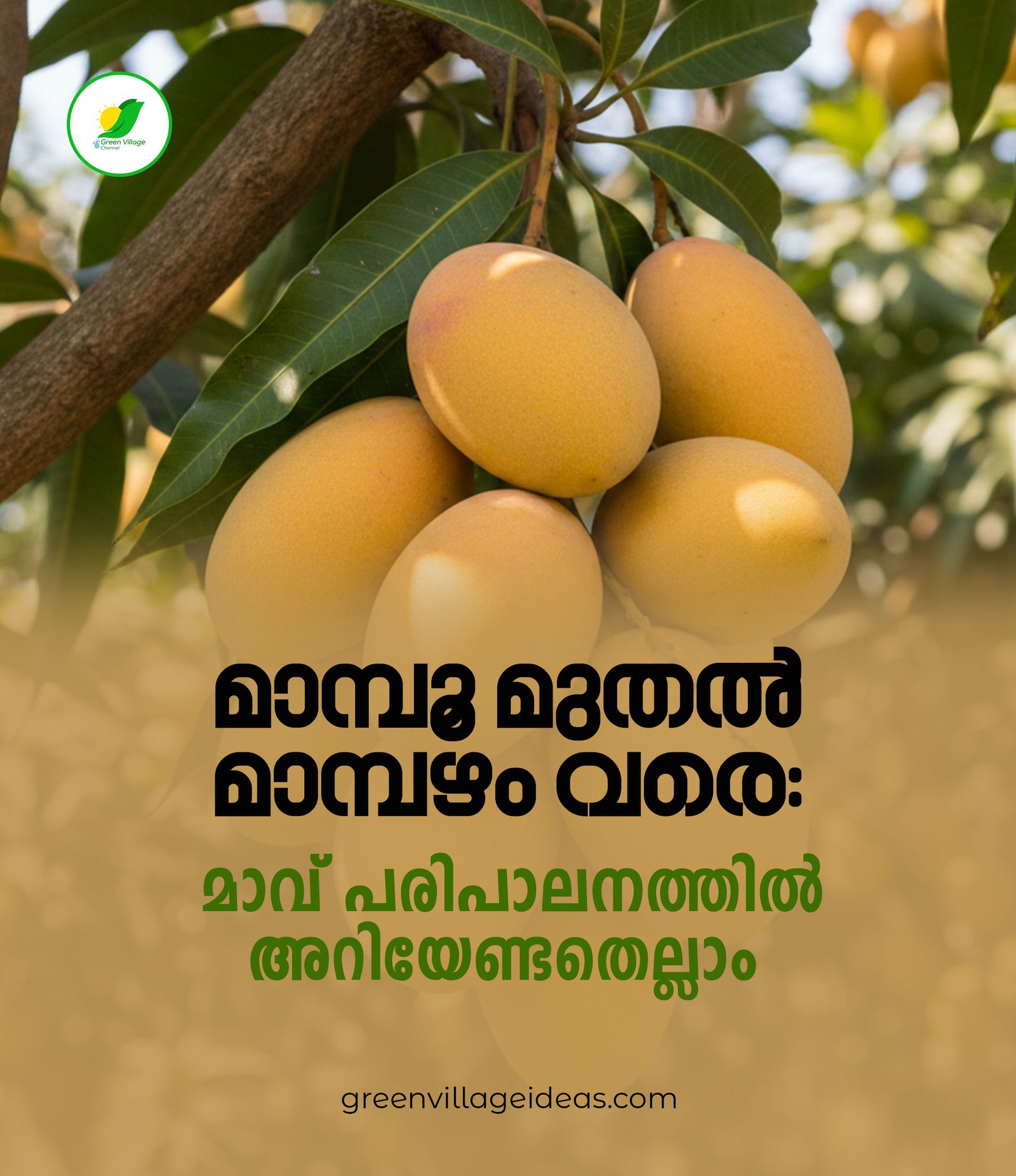 mango