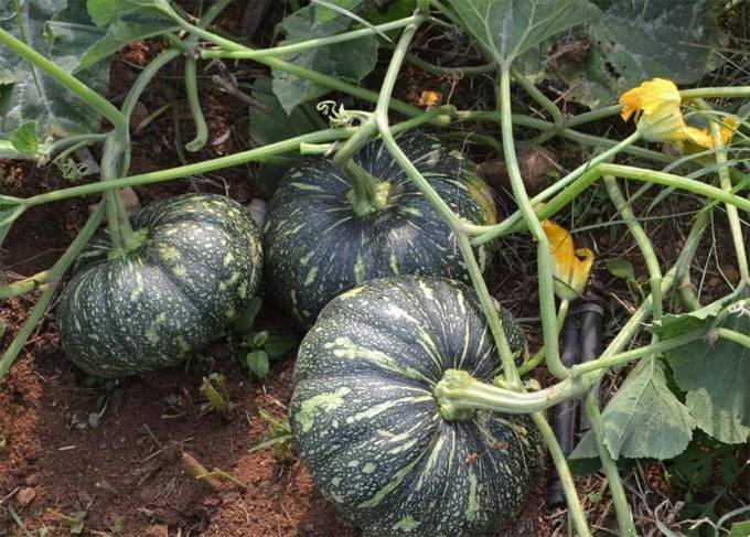 Pumpkin Plant