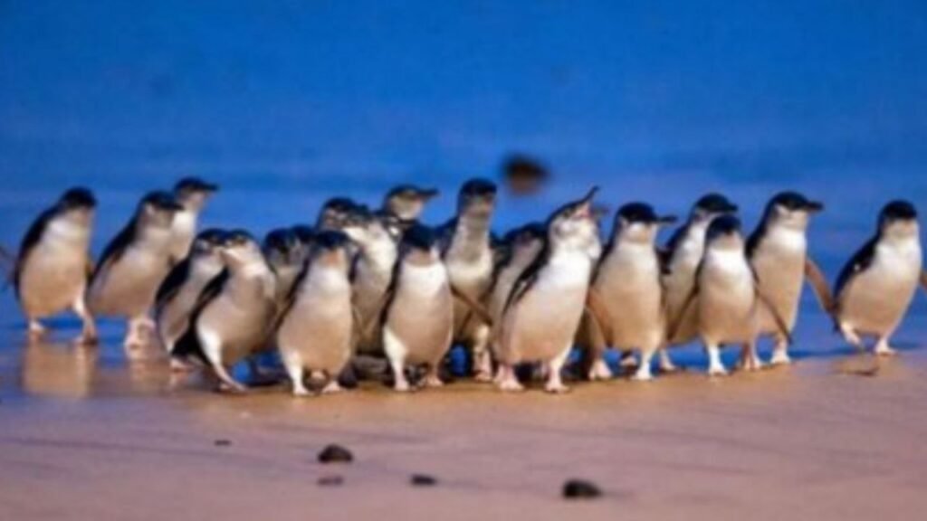 record breaking penguin parade australia.jpg.