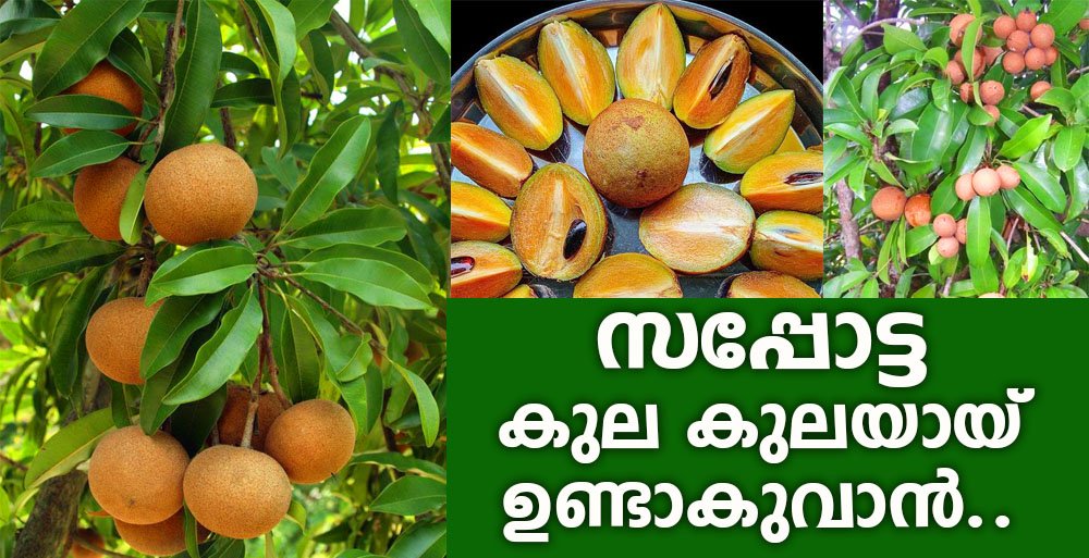Sapota Tree Fruit Info