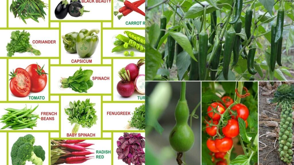 seeds