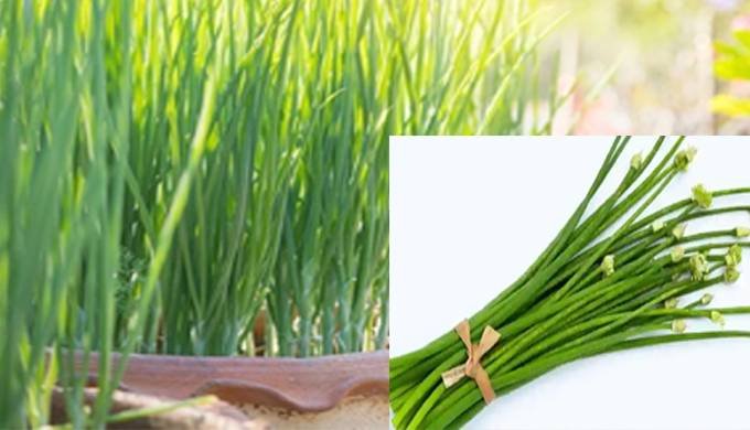 Spring Onion