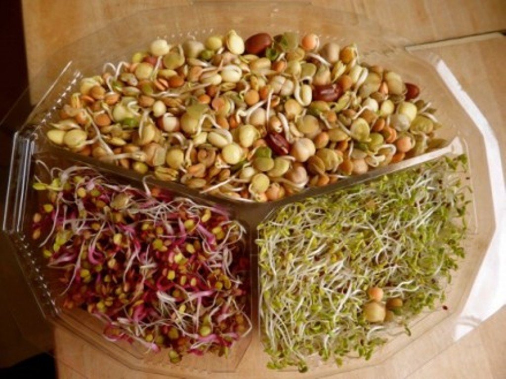 Sprouted Grains Benefits E1420539502706