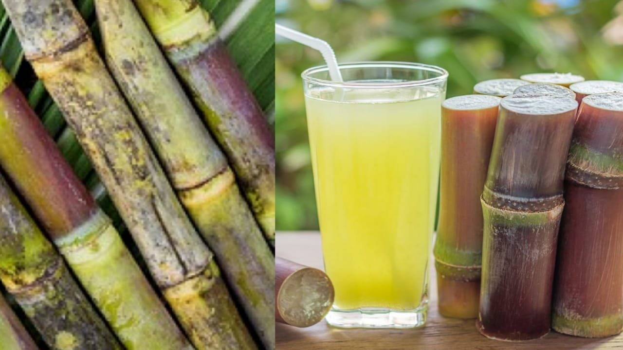 Sugar20cane