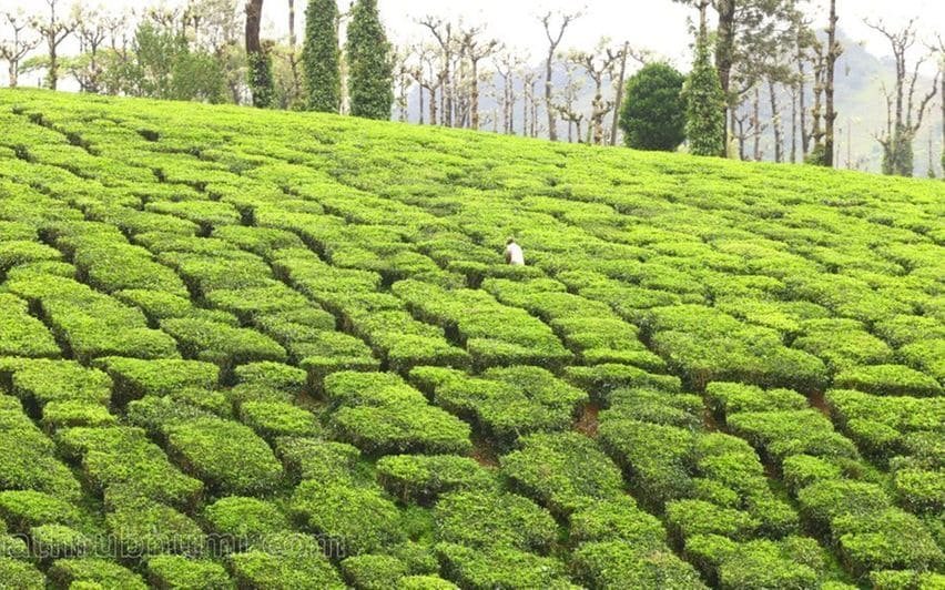 Tea Plantation
