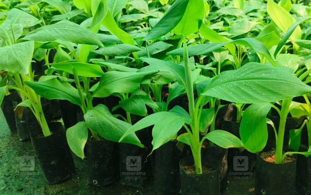 Tissue Culture Banana 1024x642