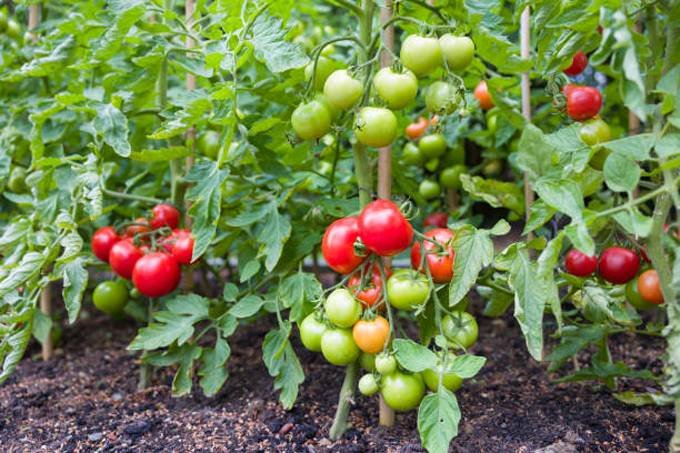 Tomato