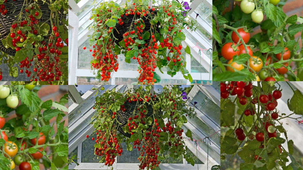 Tomato