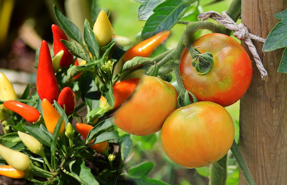 Tomatoes 1539503 960 720