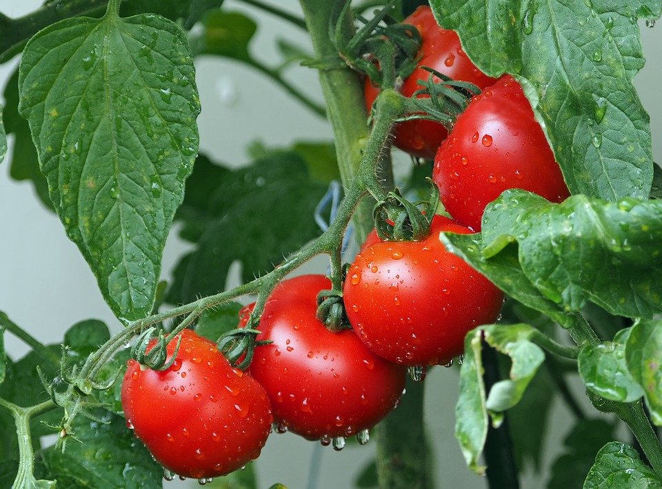 Tomatoes 1561565 960 720