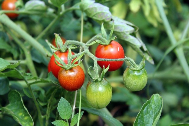Tomatoes 2669861 1920w