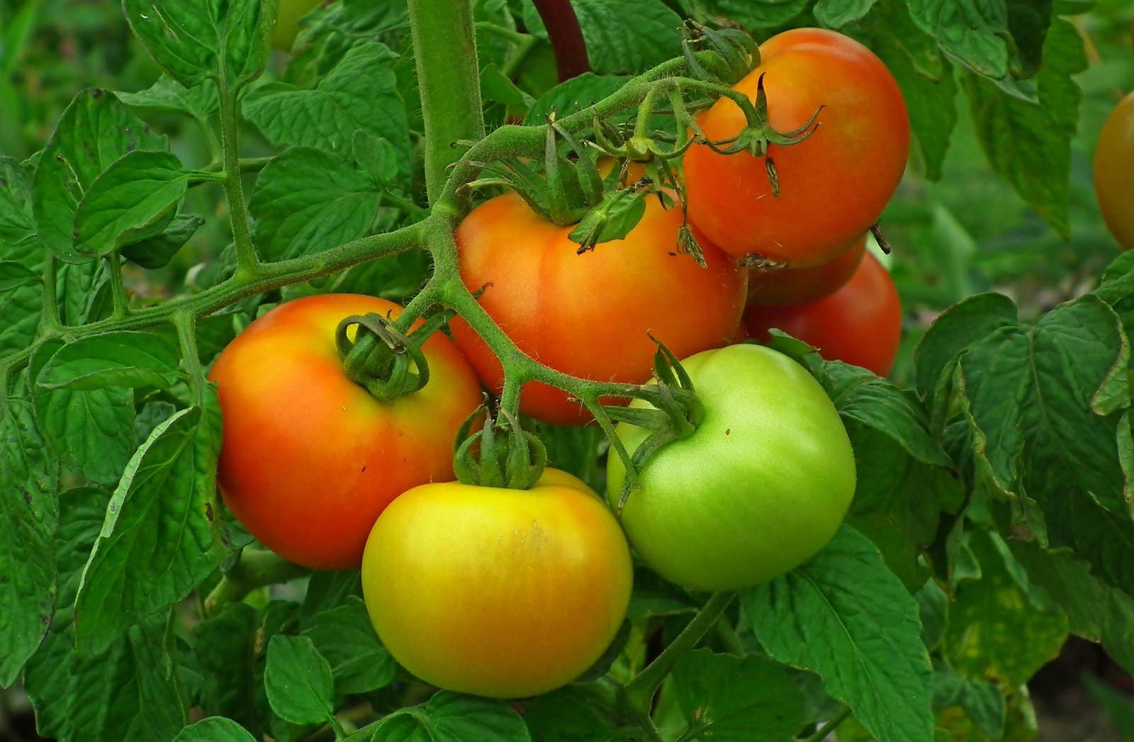 Tomatoes 6561189 1920