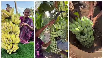 Traditional Banana Ripening Technique 363x203xt