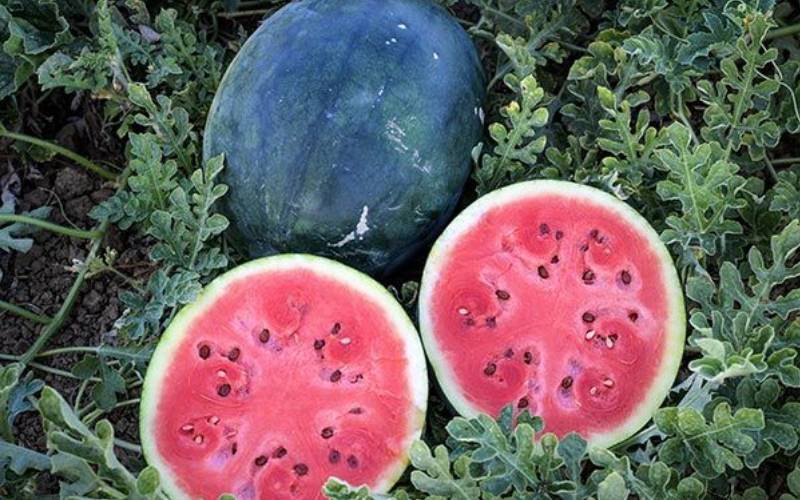 Watermelon 1