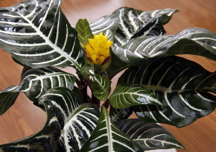 Zebraplant