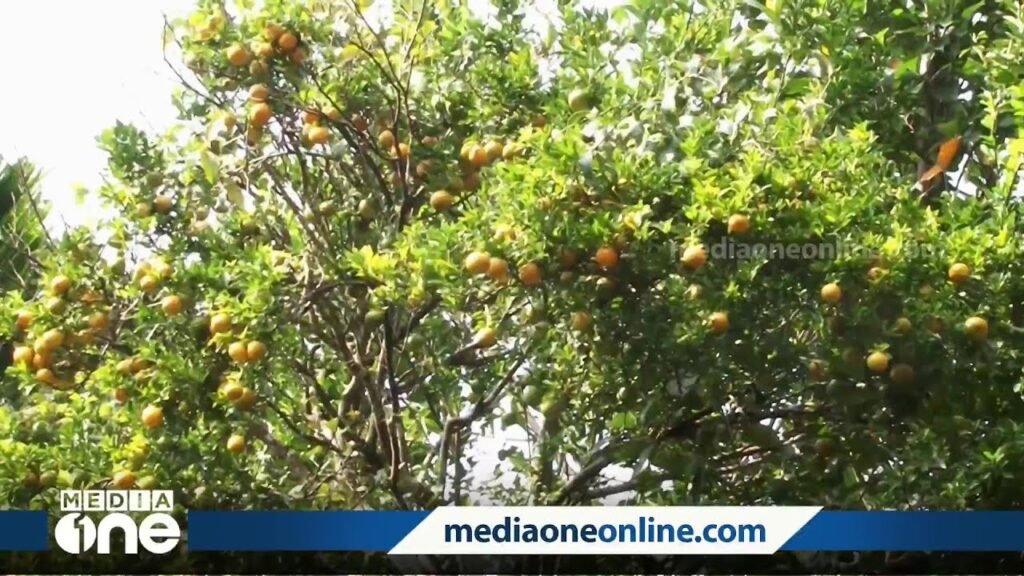 അങ്കമാലിയിൽ താരമായൊരു ഓറഞ്ച് മരം; വാങ്ങാനെത്തുന്നത് നിരവധി പേർ