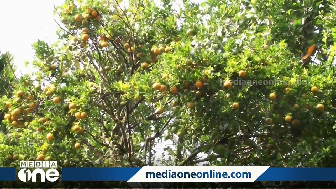 അങ്കമാലിയിൽ താരമായൊരു ഓറഞ്ച് മരം; വാങ്ങാനെത്തുന്നത് നിരവധി പേർ
