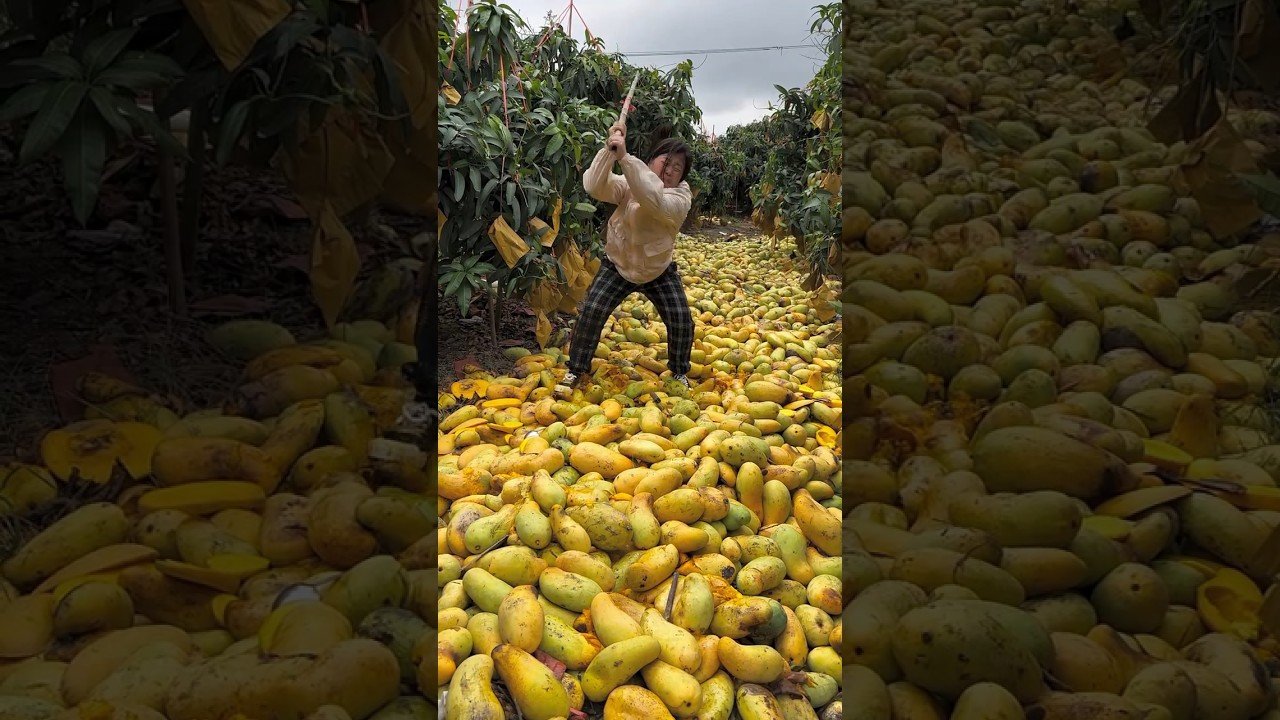 അതിശയകരമായ മാങ്ങയുടെ വിളവെടുപ്പ് | amazing mango harvesting