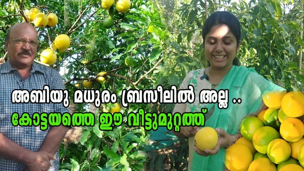 അബിയു കൃഷിയുടെ മധുരം കോട്ടയത്ത് | abu farming kerala kottayam | abiu fruit kerala