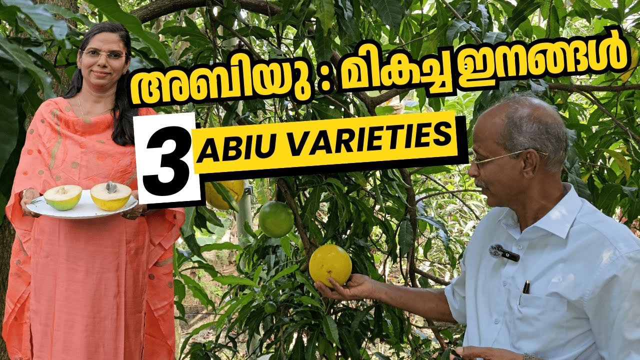 അബിയു പഴങ്ങൾ | abiu fruits: 3 types | dr johny thomas | mango hives