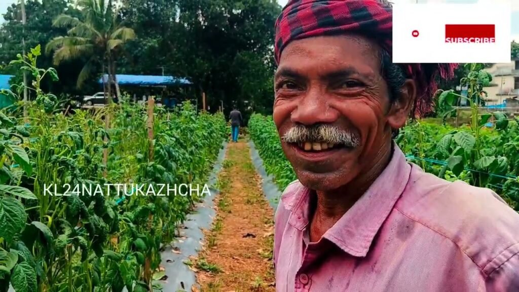 അമരപ്പയർ കൃഷി കാണാം | kidney bean