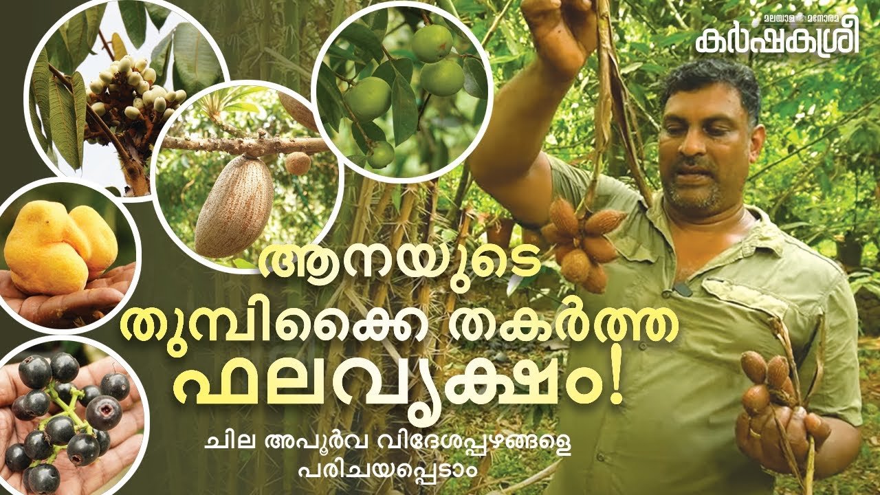 ആനയുടെ തുമ്പിക്കൈ വരെ തകർത്ത ഫലവൃക്ഷം