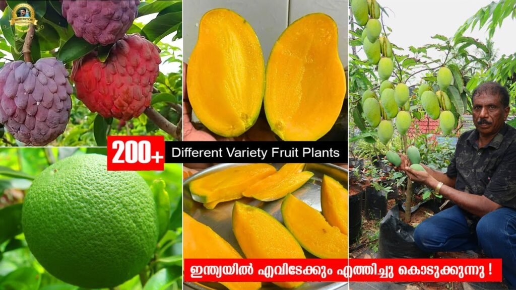 ഇതുവരെ കാണാത്ത വിദേശ പഴച്ചെടികൾ | exotic fruits that never saw