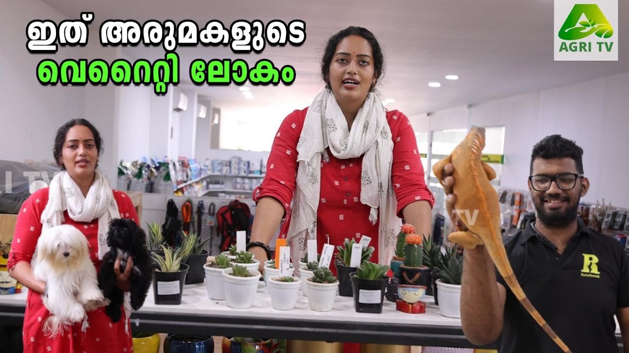ഇത് പെറ്റ്‌സുകളുടെ മനോഹര ലോകം