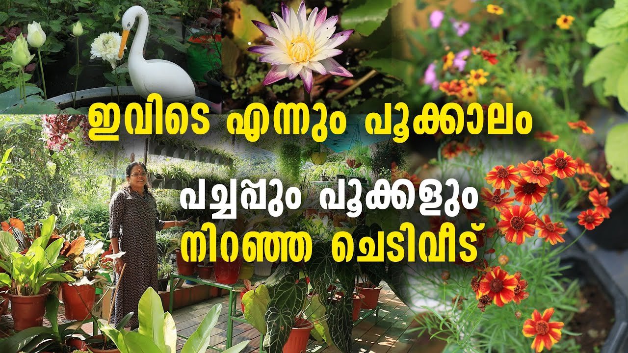 ഇവിടെ എന്നും പൂക്കാലം | പച്ചപ്പും പൂക്കളും നിറഞ്ഞ ചെടിവീട് | amazing garden tour
