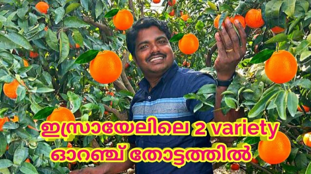 ഇസ്രായേലിലെ 2 variety ഓറഞ്ച് തോട്ടത്തിൽ