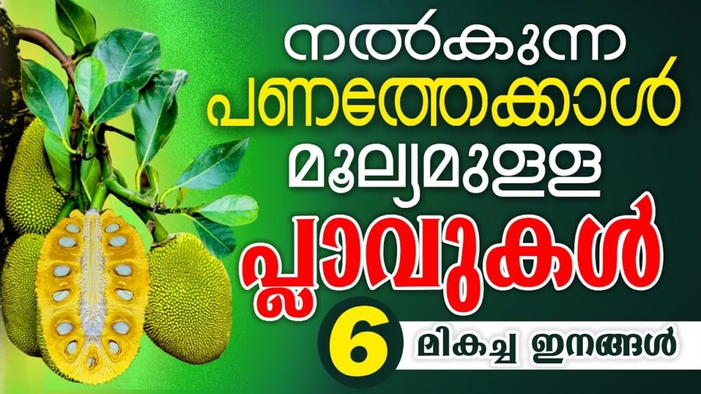 ഈ പ്ലാവിൻ തൈകൾ നട്ടുപിടിപ്പിച്ചാൽ നിരാശരാകേണ്ടി വരില്ല | jackfruit tree plants