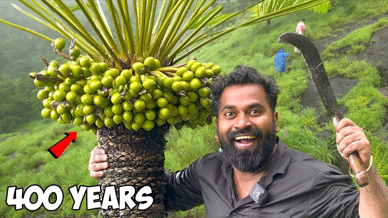 ഈന്ത് പുട്ട് കഴിച്ചിട്ടുണ്ടോ? | cycas circinalis preparation at home | m4 tech
