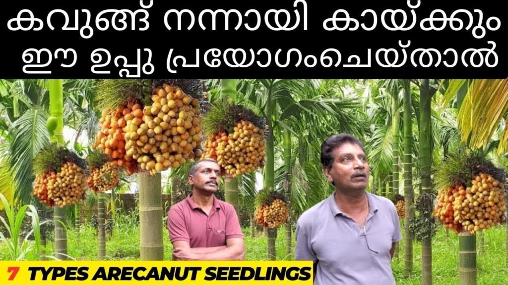 ഉപ്പ് പ്രയോഗത്തിലൂടെ കവുങ്ങ് തഴച്ചു വളരും | arecanut seeding tips