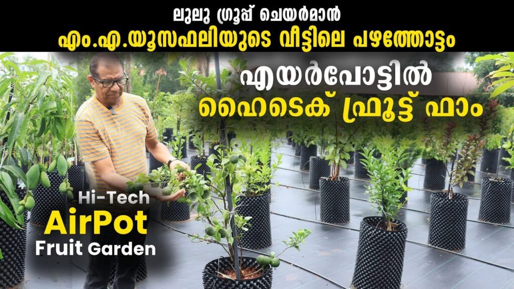 എം എ യൂസഫലിയുടെ വീട്ടിലെ പഴത്തോട്ടം | fruit garden in the house of ma yusuf ali