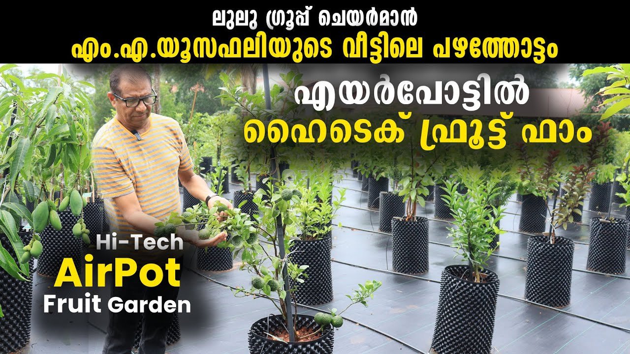 എം എ യൂസഫലിയുടെ വീട്ടിലെ പഴത്തോട്ടം | fruit garden in the house of ma yusuf ali