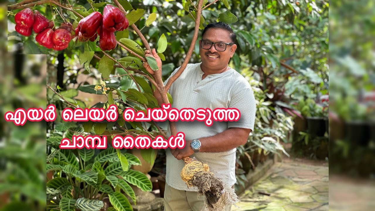 എയർ ലയർ ചെയ്തെടുത്ത ചാമ്പ തൈകൾ | air layer water apple