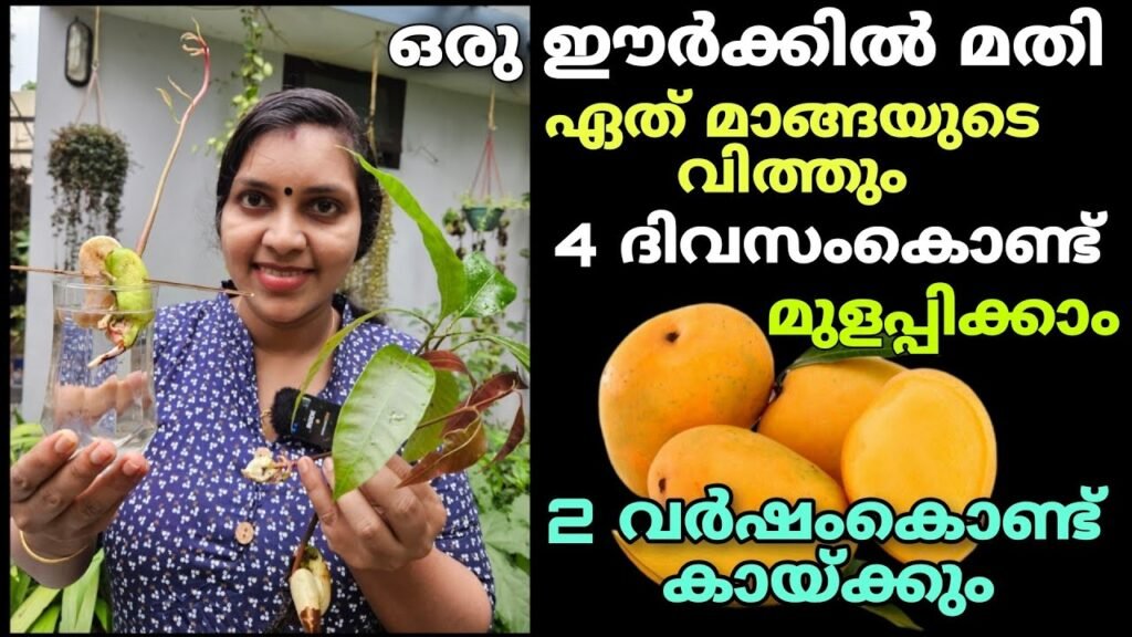 ഒരു ഈർക്കിൾ മതി ഏതു മാങ്ങാ വിത്തും നാലു ദിവസം കൊണ്ട് മുളപ്പിക്കാം | Easy tips to grow mangoes from seeds ഒരു ഈർക്കിൾ മതി ഏതു മാങ്ങാ വിത്തും നാലു ദിവസം കൊണ്ട് മുളപ്പിക്കാം | easy tips to grow mangoes from seeds