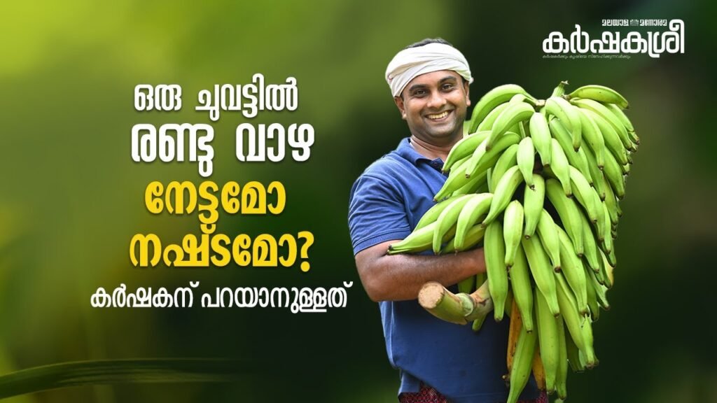 ഒരു ചുവട്ടിൽ രണ്ടു വാഴ വച്ചപ്പോൾ സംഭവിച്ചത്... കർഷകന് പറയാനുള്ളത് ഇതാണ് | karshakasree | banana
