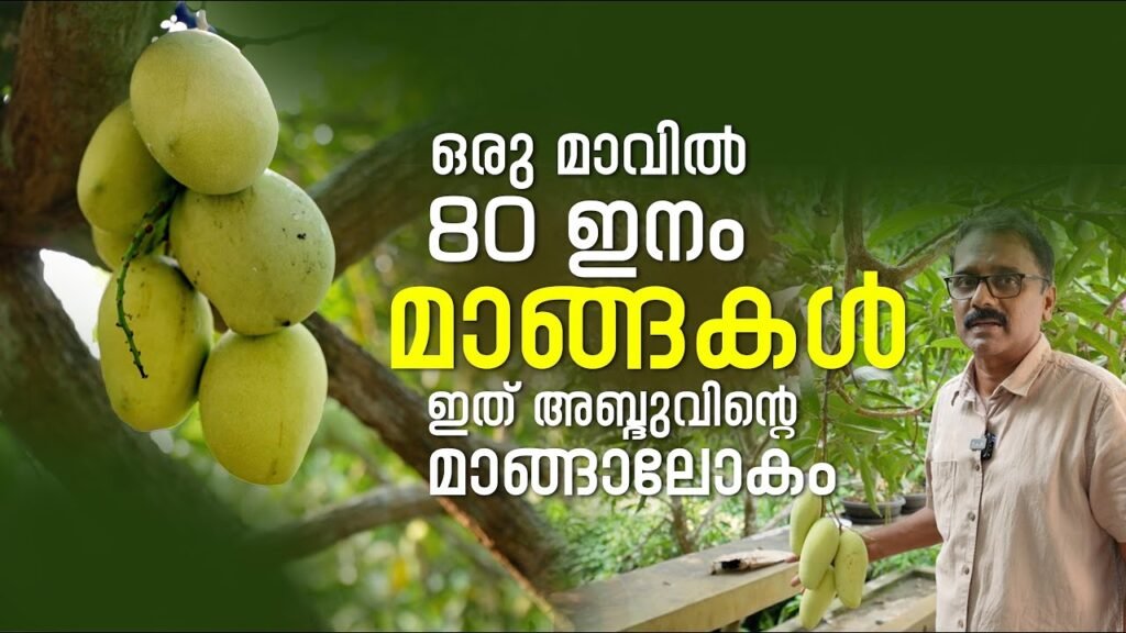 ഒരു മാവിൽ 80 ഇനം മാങ്ങകൾ ഇത് അബ്ദുവിന്റെ മാങ്ങാലോകം | farm information bureau kerala