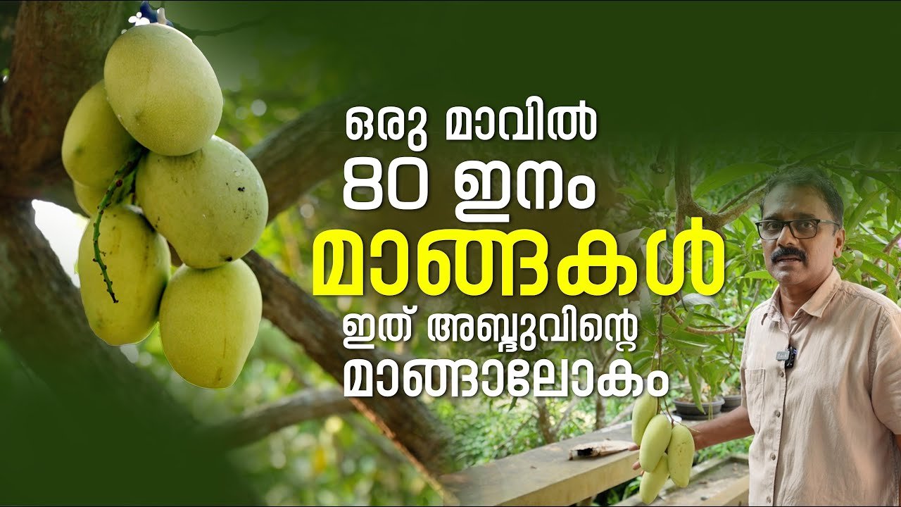 ഒരു മാവിൽ 80 ഇനം മാങ്ങകൾ ഇത് അബ്ദുവിന്റെ മാങ്ങാലോകം | farm information bureau kerala