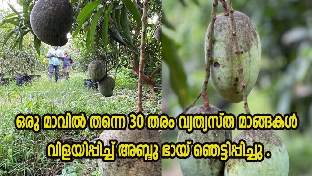 ഒരു മാവിൽ നിന്നു തന്നെ 30 വ്യത്യസ്ത മാങ്ങകൾ വിളയിച്ചു അബ്ദു ഭായ്