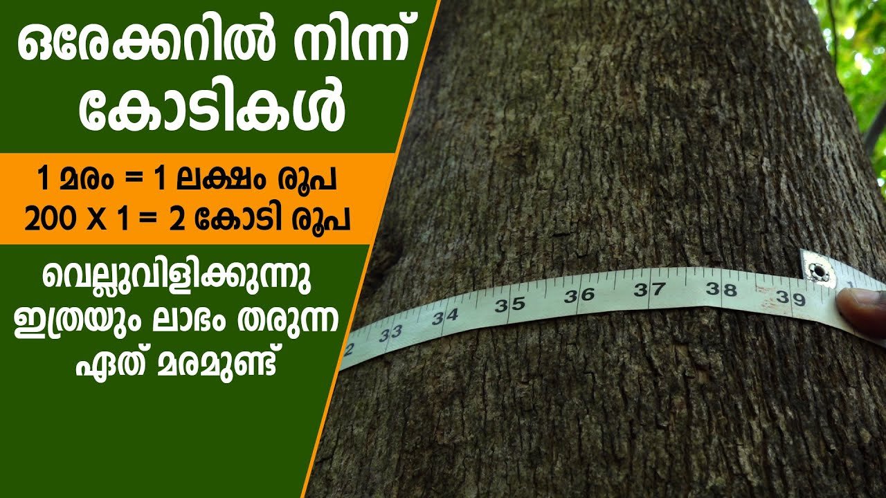 ഒരേക്കറില്‍ നിന്ന് കോടികള്‍ കൊയ്യുന്ന സോജന്‍ | tissueculture teakwood