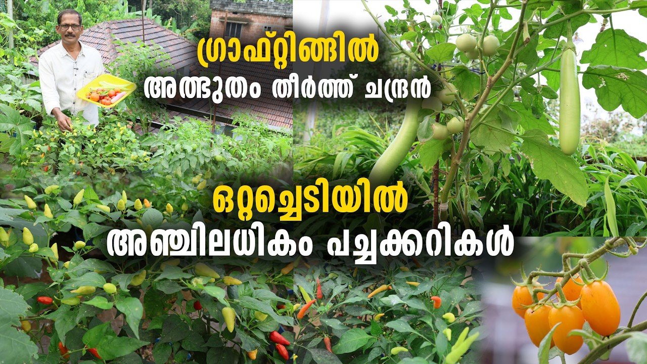 ഒറ്റച്ചെടിയിൽ അഞ്ചിലധികം പച്ചക്കറികൾ | ​ഗ്രാഫ്റ്റിങ്ങിൽ അത്ഭുതം തീർത്ത് ചന്ദ്രൻ grafting techniques