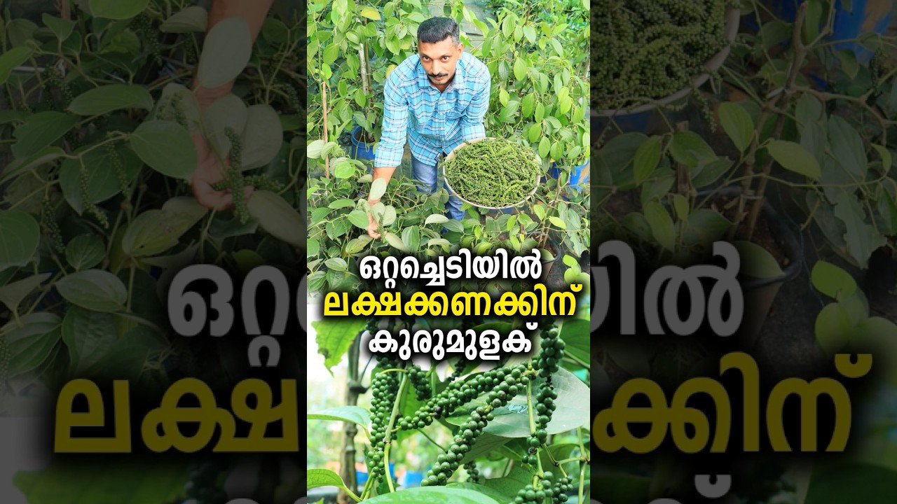 ഒറ്റച്ചെടിയിൽ ലക്ഷക്കണക്കിന് കുരുമുളക് | lakhs of pepers in one plant