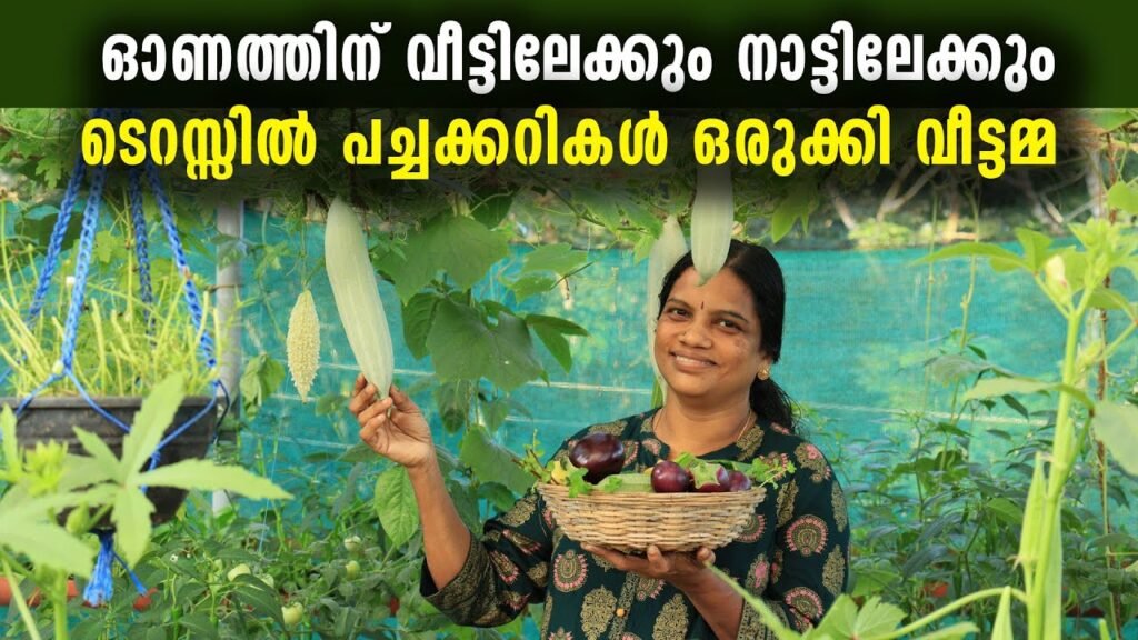 ഓണത്തിന് വീട്ടിലേക്കും നാട്ടിലേക്കും വേണ്ടതെല്ലാം ടെറസ്സിൽ ഒരുക്കി വീട്ടമ്മ | organic farming