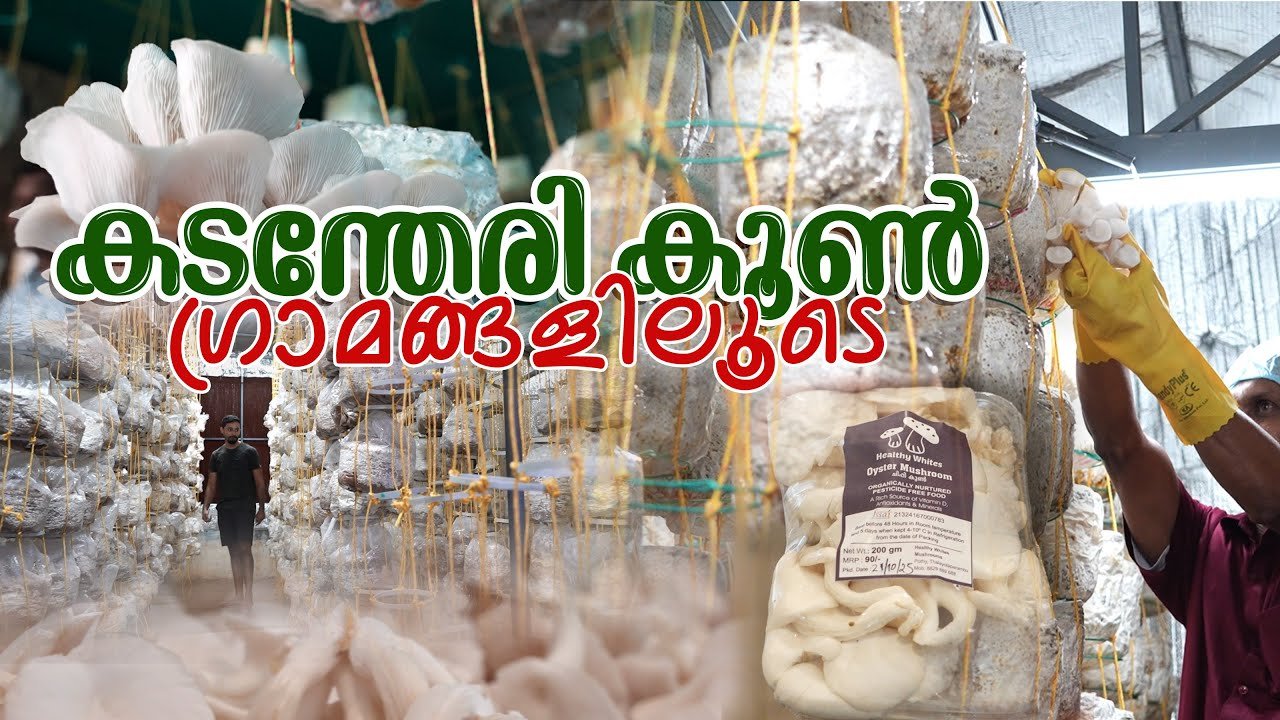 കടന്തേരി കൂൺ ഗ്രാമങ്ങളിലൂടെ | farm information bureau kerala