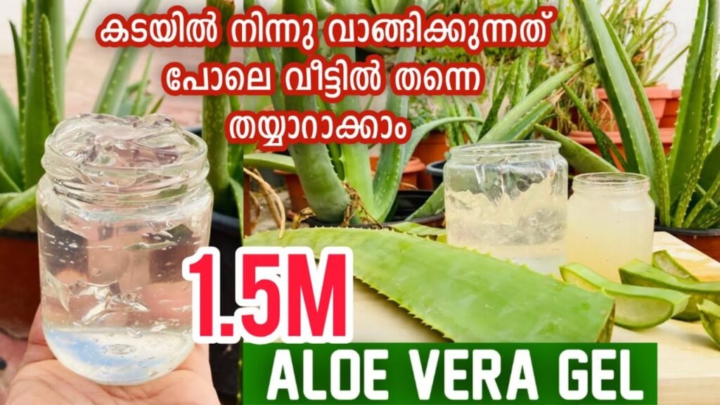 കറ്റാർവാഴ ജെൽ കടയിൽ നിന്നും കിട്ടുന്ന പോലെ വീട്ടിൽ വെച്ച് ഉണ്ടാക്കാം | making aloe vere gel from home