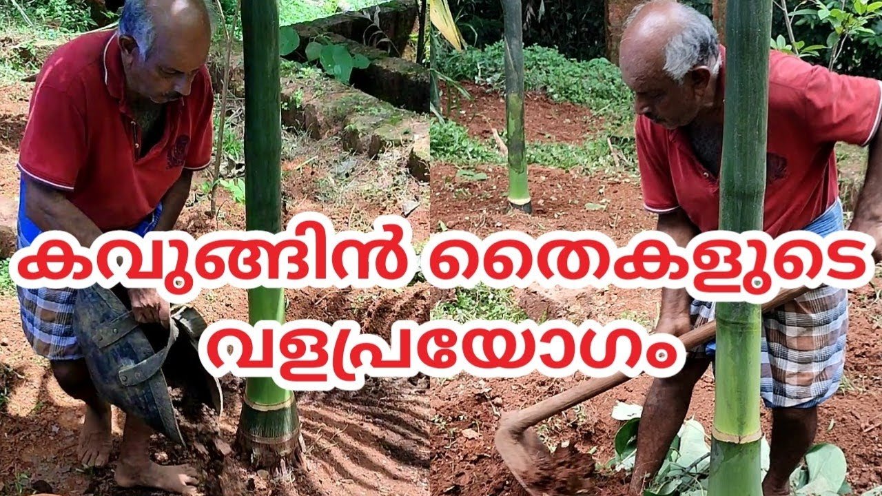 കവുങ്ങിൻ തൈകളുടെ വളപ്രയോഗം | arecanut tree fertilization